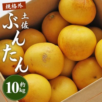 ふるさと納税 香南市 訳あり 土佐文旦 10kg 家庭用 柑橘系果物 柑橘類 フルーツ 高知県 間城農園 ms-0096