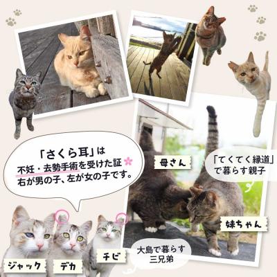 ふるさと納税 宗像市 【返礼品なし】「むな猫(旧:てくてくさくらねこ)」　地域猫活動支援【むな猫】_AS1118-00 |  | 03