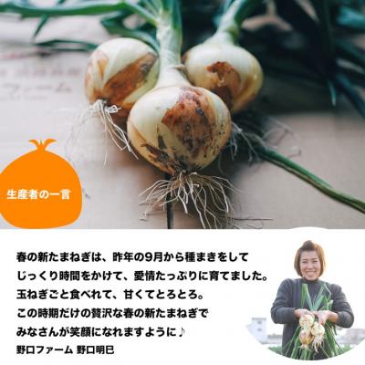 ふるさと納税 南あわじ市 子どもたちが丸ごと食べれる♪春の新たまねぎ10kg ◆配送3月〜の画像