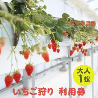 ふるさと納税 加西市 かぐや農園 いちご狩り 利用券 大人1枚 体験 チケット[No5698-1235]