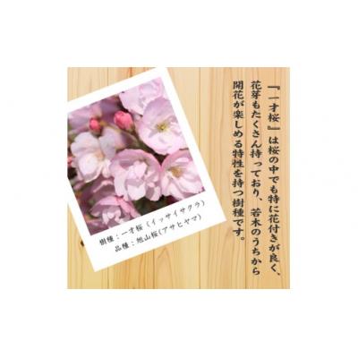 ふるさと納税 池田市 養庄園 桜盆栽 |  | 02