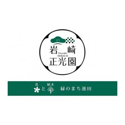 ふるさと納税 池田市 岩崎正光園 五葉松盆栽 |  | 01