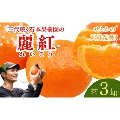 ふるさと納税 紀宝町 石本果樹園の美味しい麗紅 約3kg [2026年2月中旬〜3月中旬発送][min003B]
