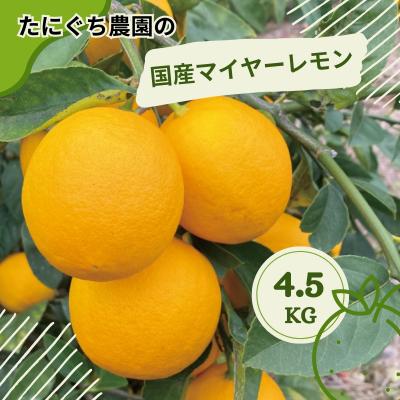 ふるさと納税 紀宝町 たにぐち農園国産マイヤーレモン4.5kg[2025年12月〜1月初旬発送][mtn006A]