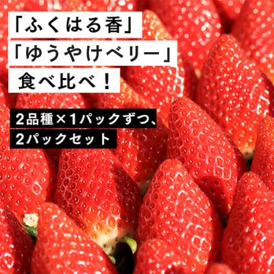 ふるさと納税 南相馬市 [数量限定]伊賀いちご園のレギュラーパック2P