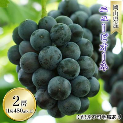 ふるさと納税 瀬戸内市 ニュー ピオーネ 2房(1房 480g以上 露地栽培) 岡山県産 