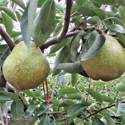 ふるさと納税 上山市 西洋梨(ラフランス)5kg　特秀・秀品混合　0110-2606 |  | 02