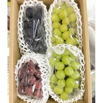 ふるさと納税 上山市 訳あり(ご家庭用) シャインマスカット入り詰め合わせぶどう 1.5kg 0065-2604 |  | 01