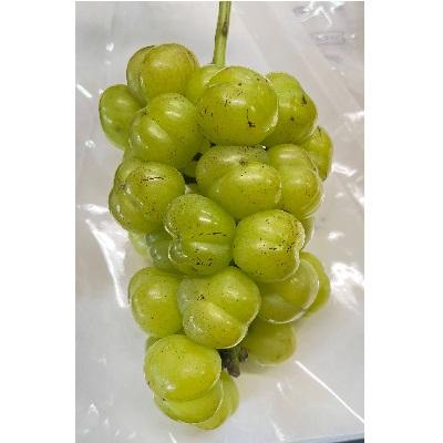 ふるさと納税 上山市 訳あり(ご家庭用) シャインマスカット入り詰め合わせぶどう 1.5kg 0065-2604 |  | 02