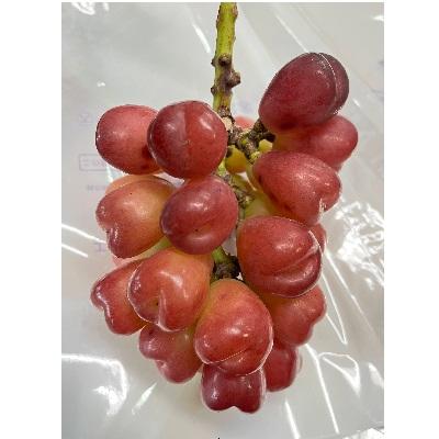 ふるさと納税 上山市 訳あり(ご家庭用) シャインマスカット入り詰め合わせぶどう 1.5kg 0065-2604 |  | 03