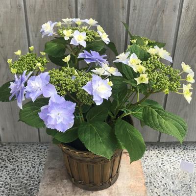 ふるさと納税 南相馬市 [2026年 先行予約]アジサイ ブレスレット 5号 青系 | 紫陽花 あじさい ギフト 根本園芸