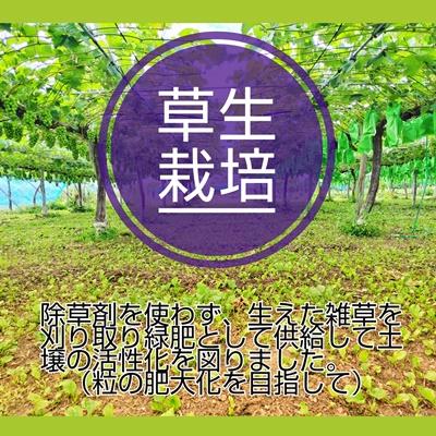 ふるさと納税 上山市 ぶどう(シャインマスカット)2房 足し加える1.6kg以上 0015-2605