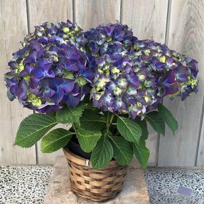 ふるさと納税 南相馬市 [2026年 先行予約]アジサイ ラグーン 5号 青系 | 紫陽花 あじさい ギフト 花苗 根本園芸