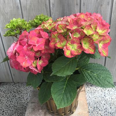 ふるさと納税 南相馬市 [先行受付]アジサイ マスカレード 5号 混色 | 紫陽花 あじさい ギフト 花苗 鉢植 根本園芸