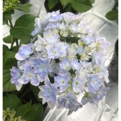 ふるさと納税 南相馬市 [2026年 先行予約]アジサイ 空海 5号 青系 | 紫陽花 あじさい ギフト 花苗 根本園芸