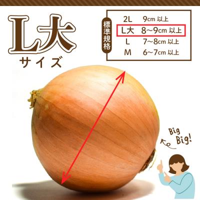 ふるさと納税 芽室町 【2026年産先行受付】【10月上旬より発送】北海道十勝めむろ産 たまねぎ L大サイズ 20kgの画像