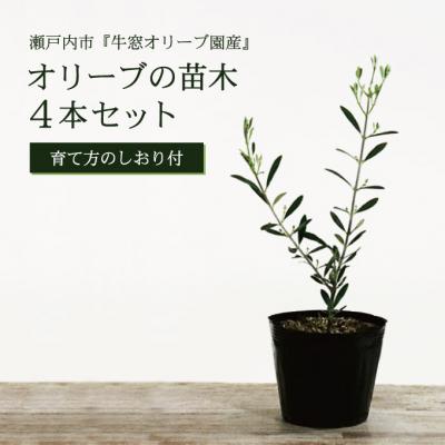 ふるさと納税 瀬戸内市 オリーブの苗木4本セット
