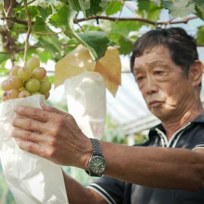 ふるさと納税 大月町 【2026年8・9月発送】 シャインマスカット 1房 (500g) 種なし ぶどう 人気 贈答 果物_2