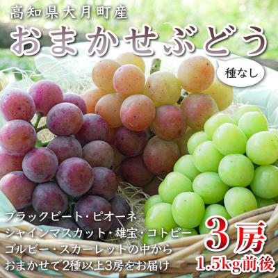 ふるさと納税 大月町 [2026年8・9月発送予定]ぶどう 種なし おまかせ 3房 (1.5kg) シャインマスカット
