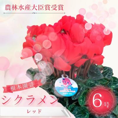 ふるさと納税 南相馬市 [2026年 先行予約]シクラメン レッド 6号 | 花ギフト 贈答 根本園芸 aj009-ab