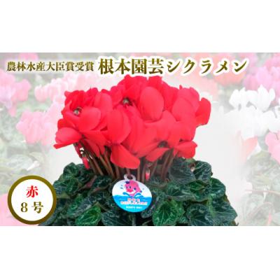 ふるさと納税 南相馬市 [2026年 先行予約]シクラメン レッド 8号 | 花ギフト プレゼント 贈答 花苗 根本園芸