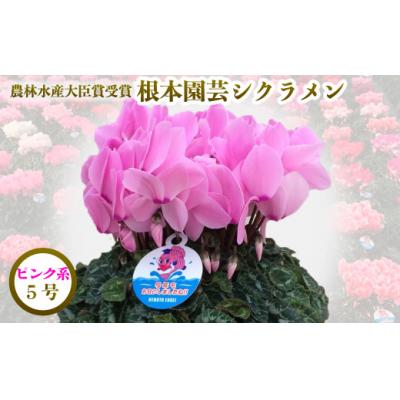 ふるさと納税 南相馬市 [2026年 先行予約]シクラメン ピンク系 5号 | 花ギフト プレゼント 贈答 花苗 根本園芸