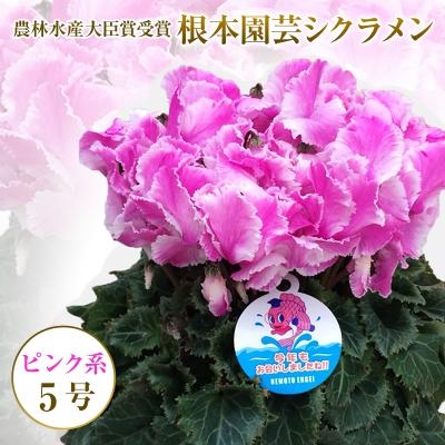 ふるさと納税 南相馬市 [2026年 先行予約]シクラメン フリンジ ピンク系 5号 | 花ギフト プレゼント 根本園芸