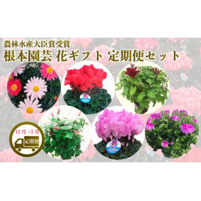 ふるさと納税 南相馬市 [2026-2027年 先行予約]花ギフト定期便 6ヶ月(12-5月) | 花定期便 花苗 根本園芸