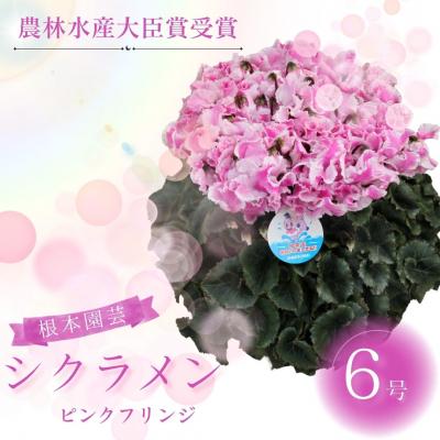 ふるさと納税 南相馬市 [2026年 先行予約]シクラメン ピンクフリンジ 6号 花ギフト 根本園芸 aj005-ad