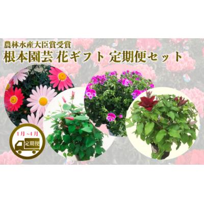 ふるさと納税 南相馬市 [2027年 先行予約]花ギフト定期便 4ヶ月(1-4月) | 花定期便 根本園芸 aj014-aa
