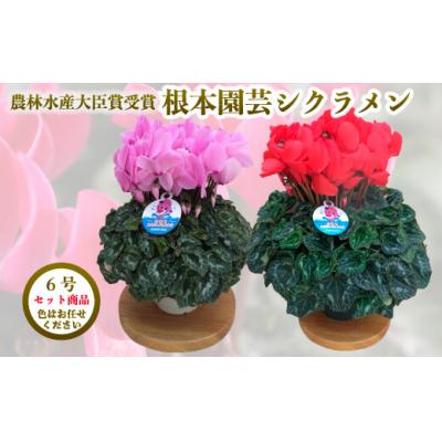 ふるさと納税 南相馬市 [2026年 先行予約]シクラメン 色おまかせ 6号×2鉢 | 花ギフト プレゼント 花苗 根本園芸