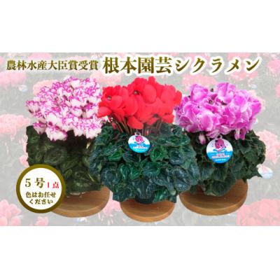 ふるさと納税 南相馬市 [2026年 先行予約]シクラメン 色おまかせ 5号 | 花ギフト プレゼント 花苗 鉢植 根本園芸