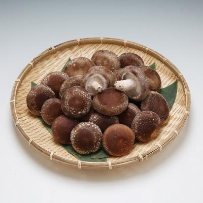 ふるさと納税 庄内町 [12月より順次発送]石垣農園の肉厚 生しいたけ 1kg(入金期限:2026.1.31)