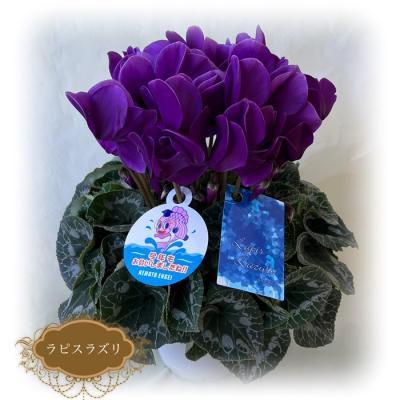 ふるさと納税 南相馬市 [2026年 先行予約]シクラメン ラピスラズリ 6号 | 花ギフト プレゼント 花苗 根本園芸