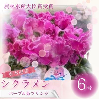 ふるさと納税 南相馬市 [2026年 先行予約]シクラメン フリンジ パープル系 6号 | 贈答 根本園芸 aj004-ab