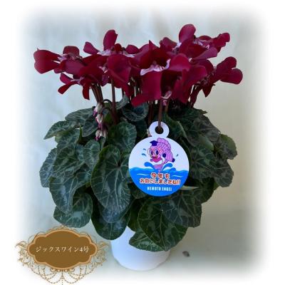 ふるさと納税 南相馬市 [2026年 先行予約]シクラメン ジックス レッド 4号 | 花ギフト プレゼント 花苗 根本園芸