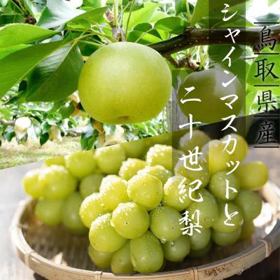 ふるさと納税 八頭町 シャインマスカットと二十世紀梨のセット(小)