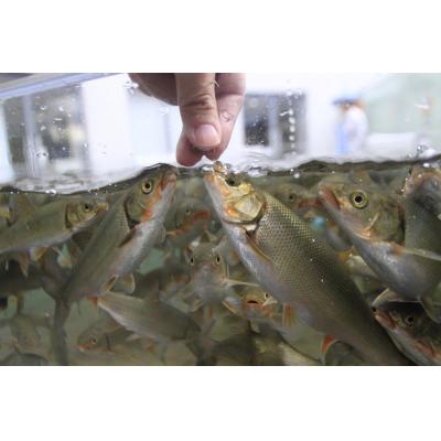ふるさと納税 各務原市 世界淡水魚園水族館　アクア・トトぎふ　入館券(大人2枚・小学生1枚)【508】 |  | 03