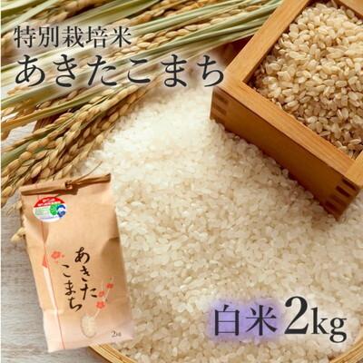 ふるさと納税 能代市 令和7年産 白米 精米 あきたこまち 2kg 特別栽培米