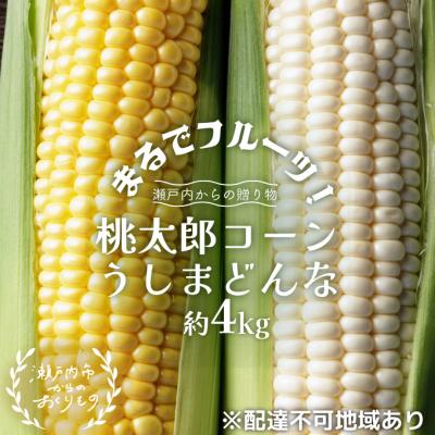 ふるさと納税 瀬戸内市 牛窓産 とうもろこし「桃太郎コーン」と「うしまどんな」のセット 約4kg