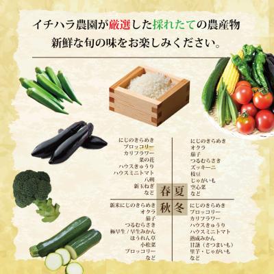 ふるさと納税 勝浦町 【定期便6回/2か月毎】市原農園 お米と農産物 |  | 02