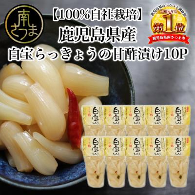 ふるさと納税 南さつま市 [鹿児島県産]白宝らっきょう(90g×10P)