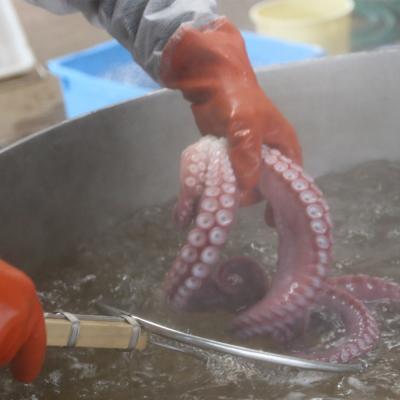 ふるさと納税 乙部町 採れたてのタコを漁師が浜ゆで!食感絶妙 お刺身で【漁師の浜ゆでたこ:約1kg】 |  | 02