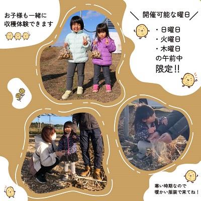 ふるさと納税 明和町 菊芋堀り 体験 (10kgまでお持ち帰りいただけます) E0867 |  | 01