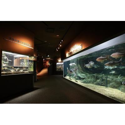 ふるさと納税 各務原市 世界淡水魚園水族館　アクア・トトぎふ　入館券(大人2枚)【506】 |  | 02
