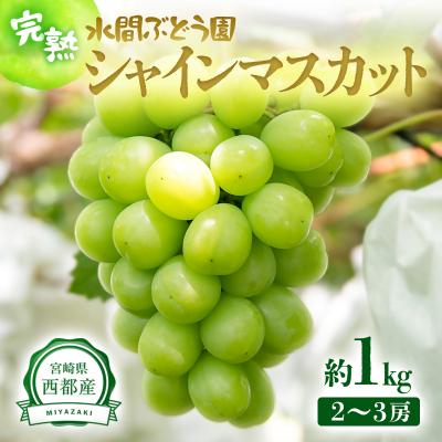 ふるさと納税 西都市 シャインマスカット[約1kg]宮崎県西都産完熟ぶどう[先行受付][2341]