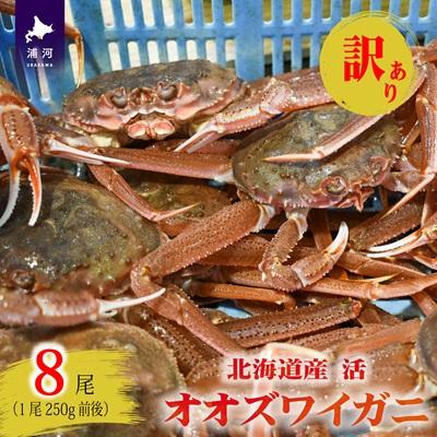 ふるさと納税 浦河町 訳あり 活オオズワイガニ約2kg(8尾前後入)[02-1301]