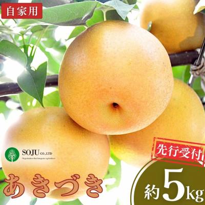 ふるさと納税 三条市 先行受付 和梨 あきづき 自家用 5kg [三条果樹専門家集団] 