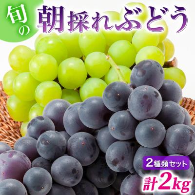 ふるさと納税 加西市 [令和8年産]ぶどう 2種類 セット 品種おまかせ 2kg 3〜4房入 [No5698-1271]