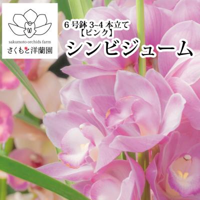 ふるさと納税 勝浦町 【ピンク】シンビジューム 6号鉢 3〜4本立て | 